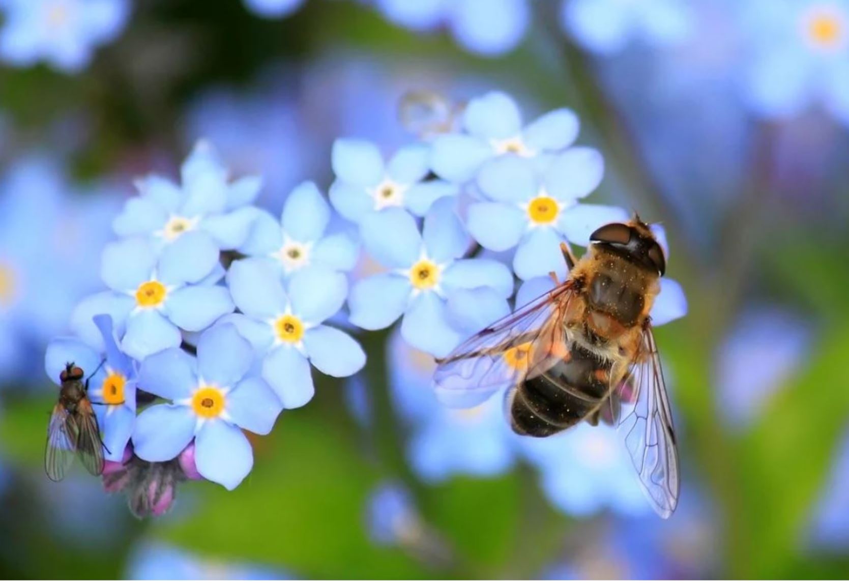 The Reason I Keep Bees — Edible Boston