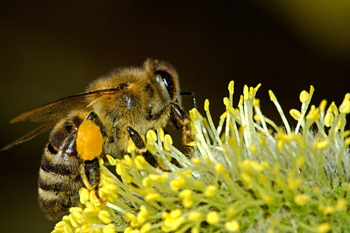 European Union bans bee-harming pesticide